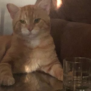 Meet your Posher, Chris